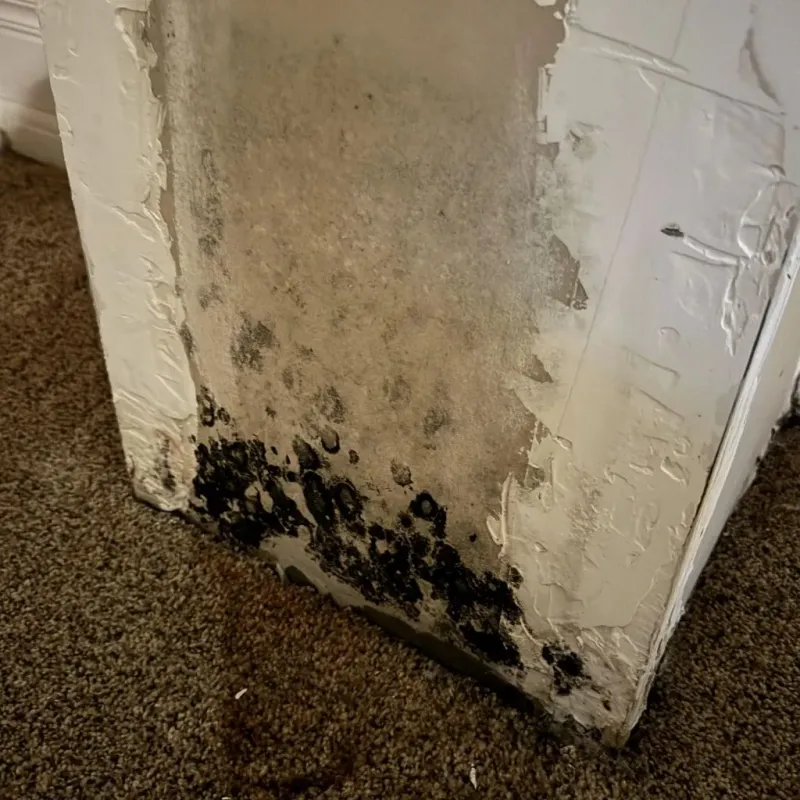 Professional Mold Removal in Kingman, AZ